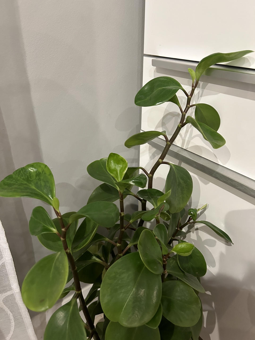 Large Home Plant 🪴 - photo 3