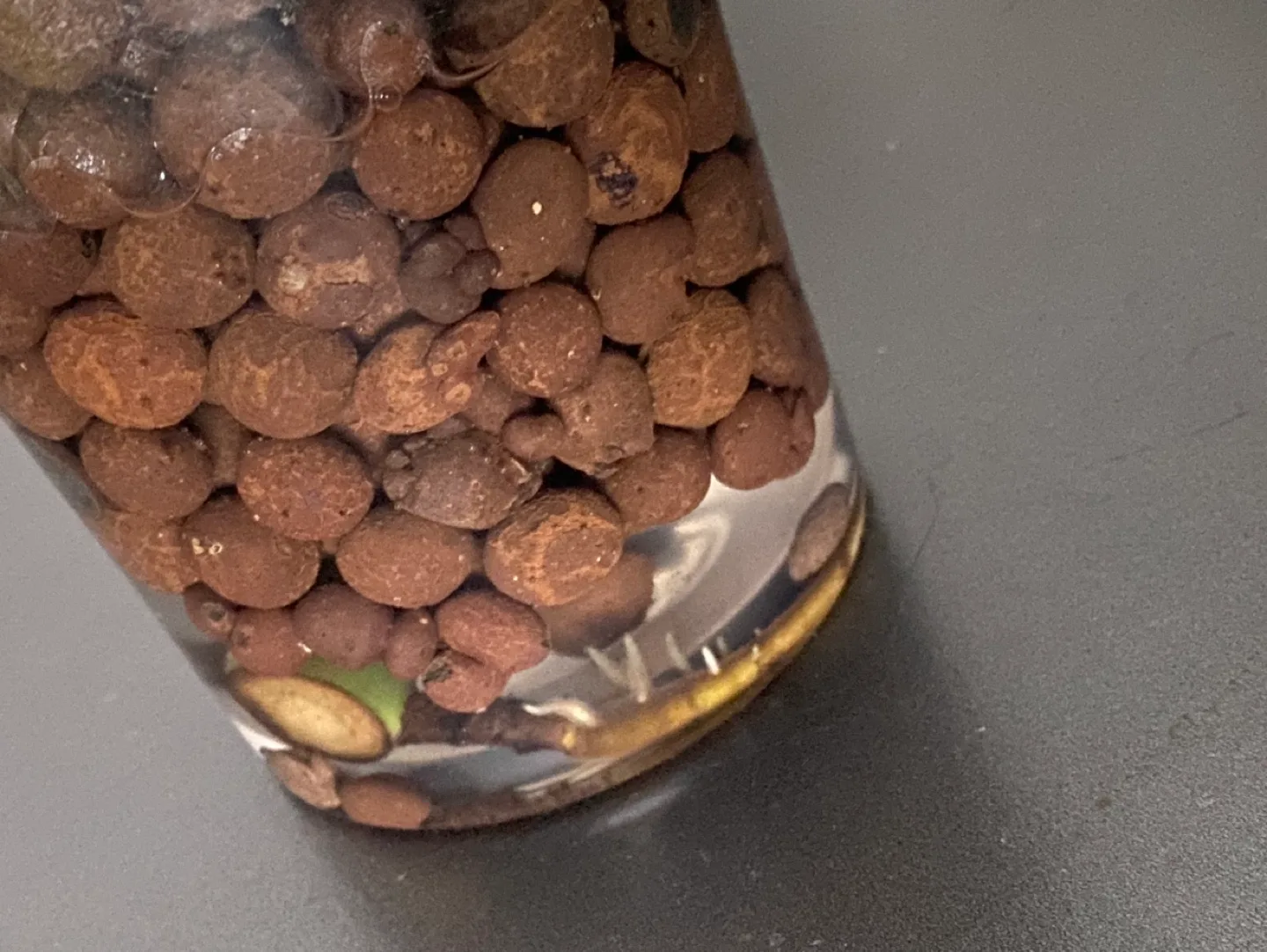 Monstera Deliciosa Plant image indicator(4)