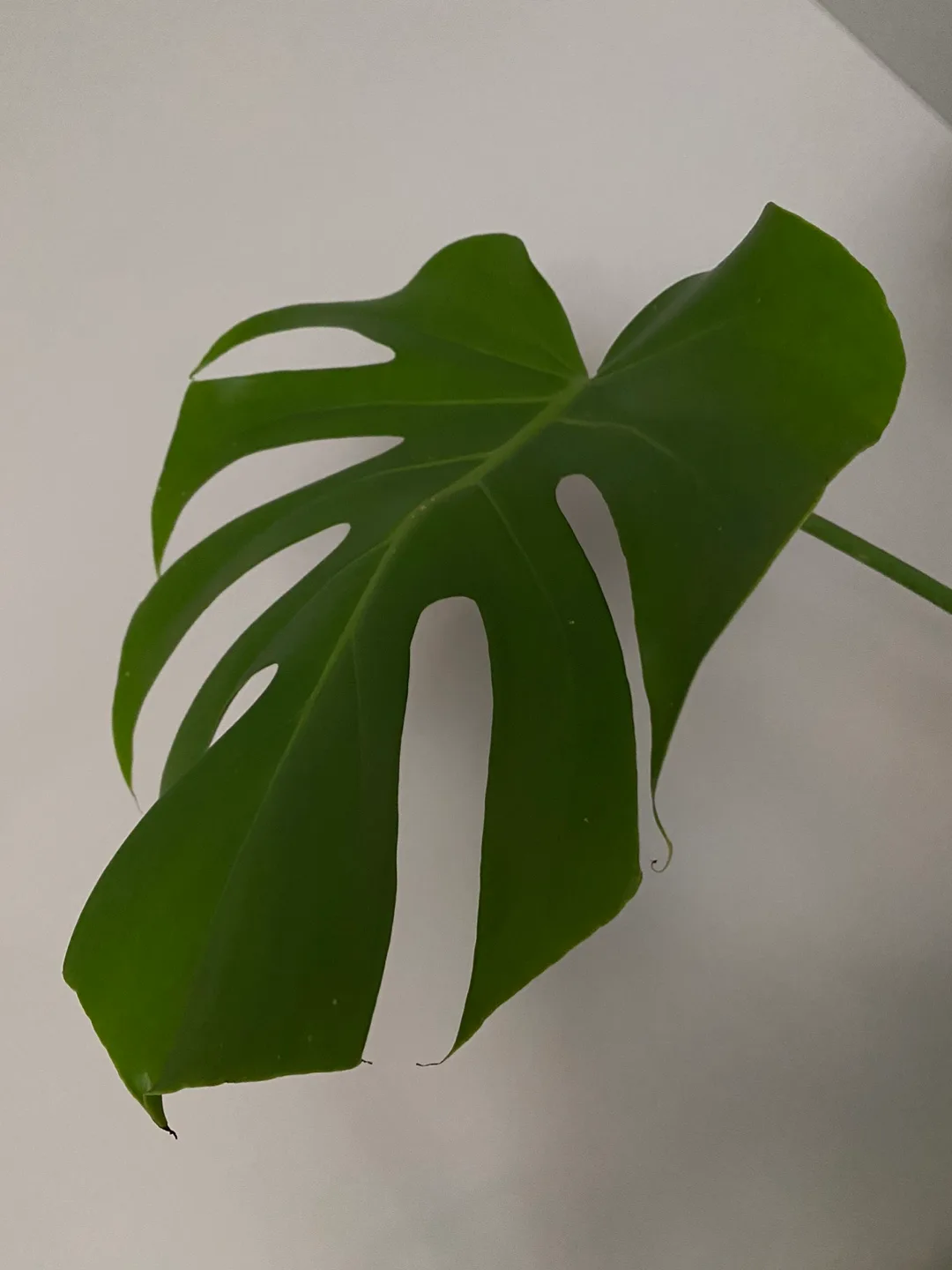 Monstera Deliciosa Plant image indicator(3)