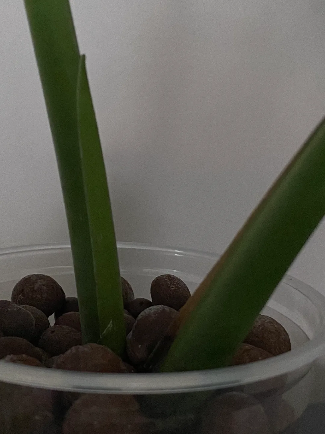 Monstera Deliciosa Plant image indicator(5)