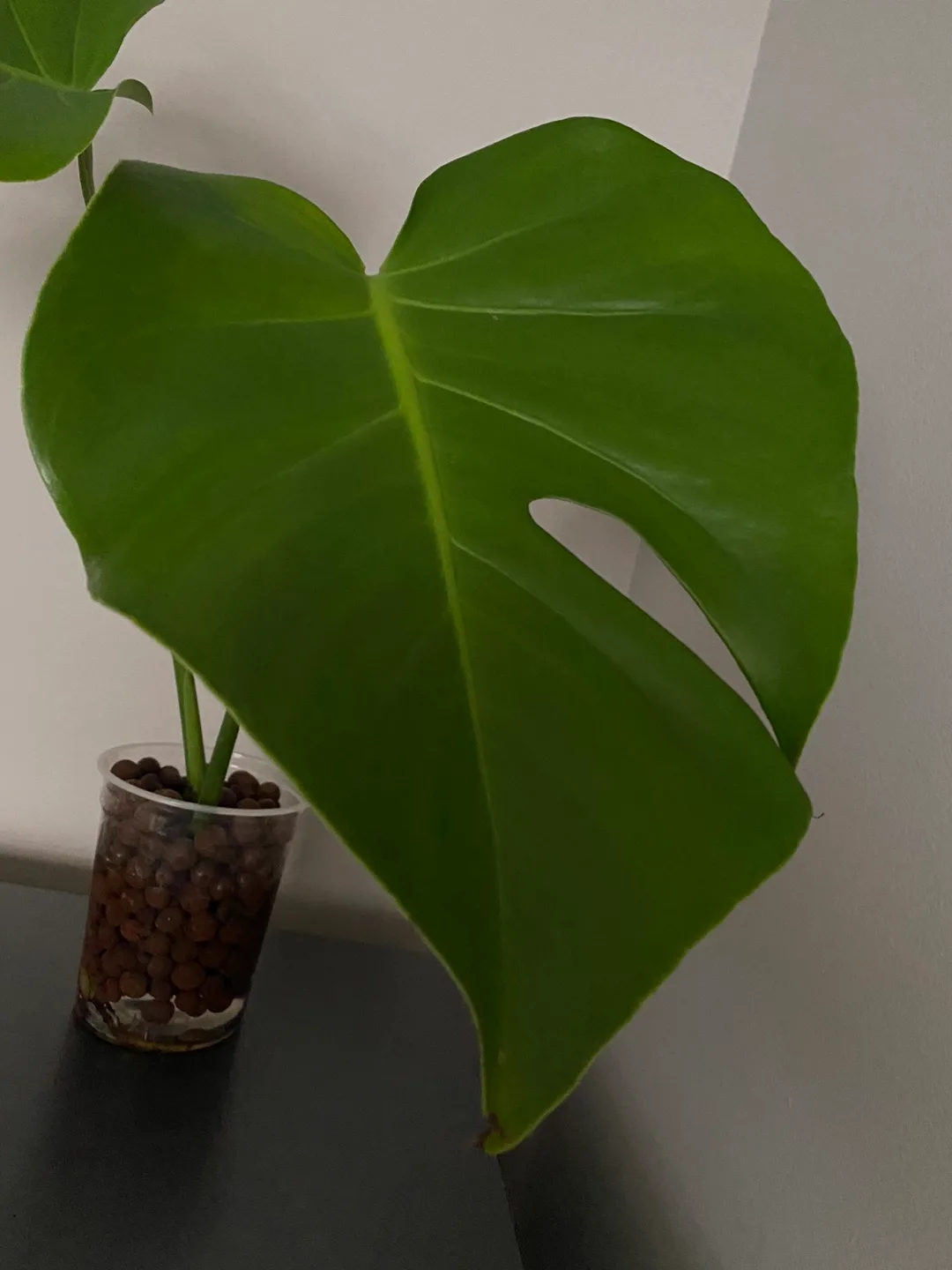 Monstera Deliciosa Plant image indicator(2)