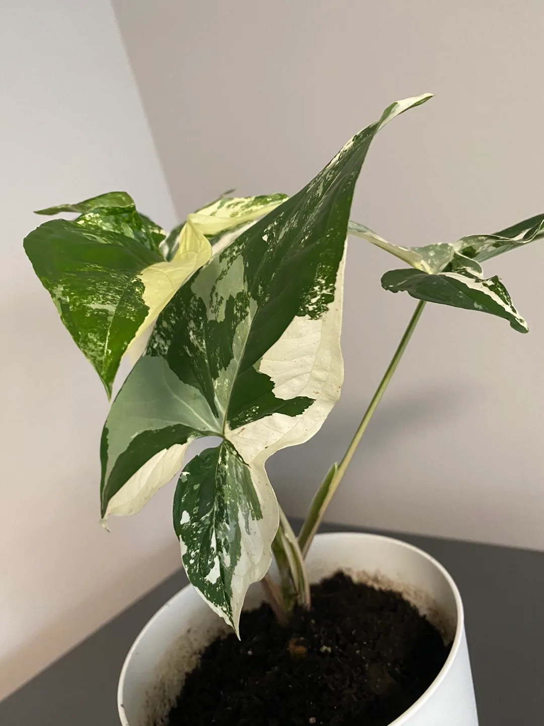 Syngonium Albo Variegated Plant image indicator(5)