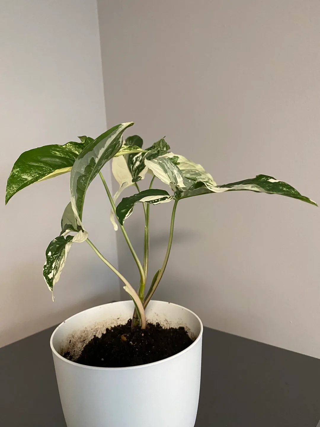 Syngonium Albo Variegated Plant image indicator(2)