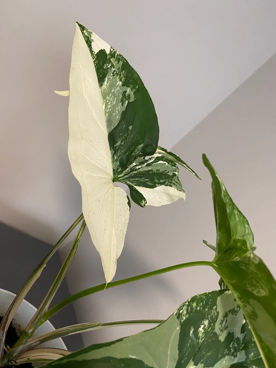 Syngonium Albo Variegated Plant image indicator(6)