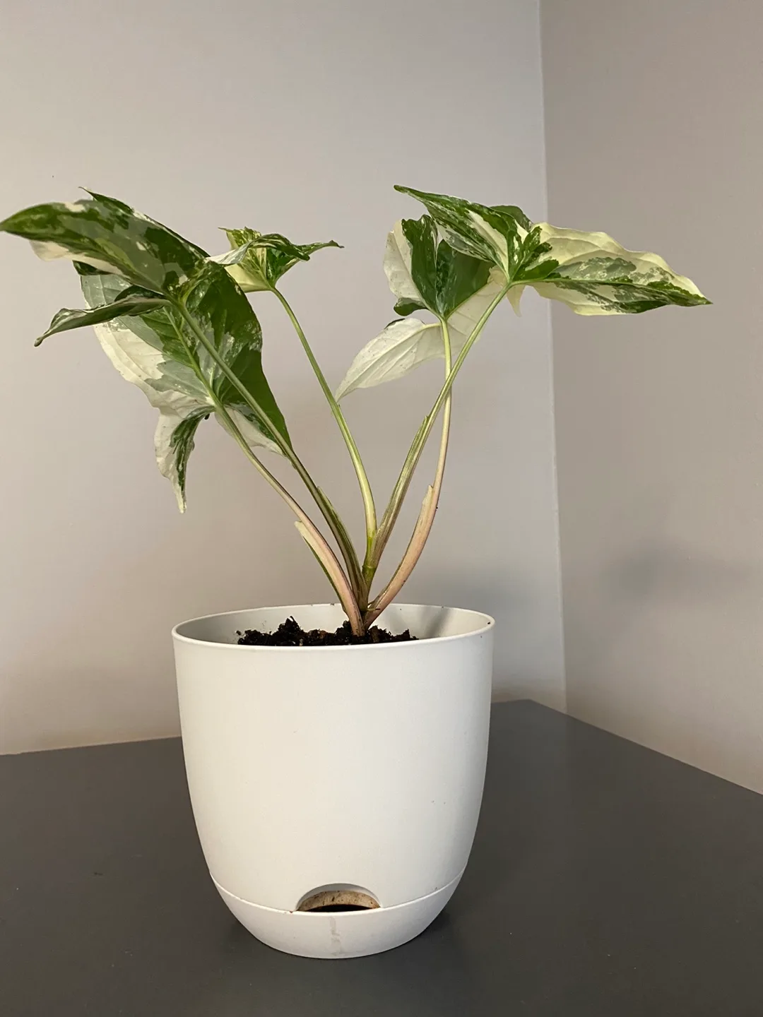 Syngonium Albo Variegated Plant image indicator(3)
