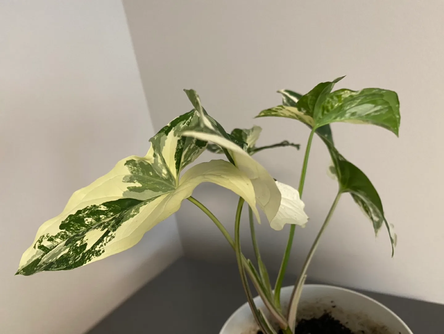 Syngonium Albo Variegated Plant image indicator(8)