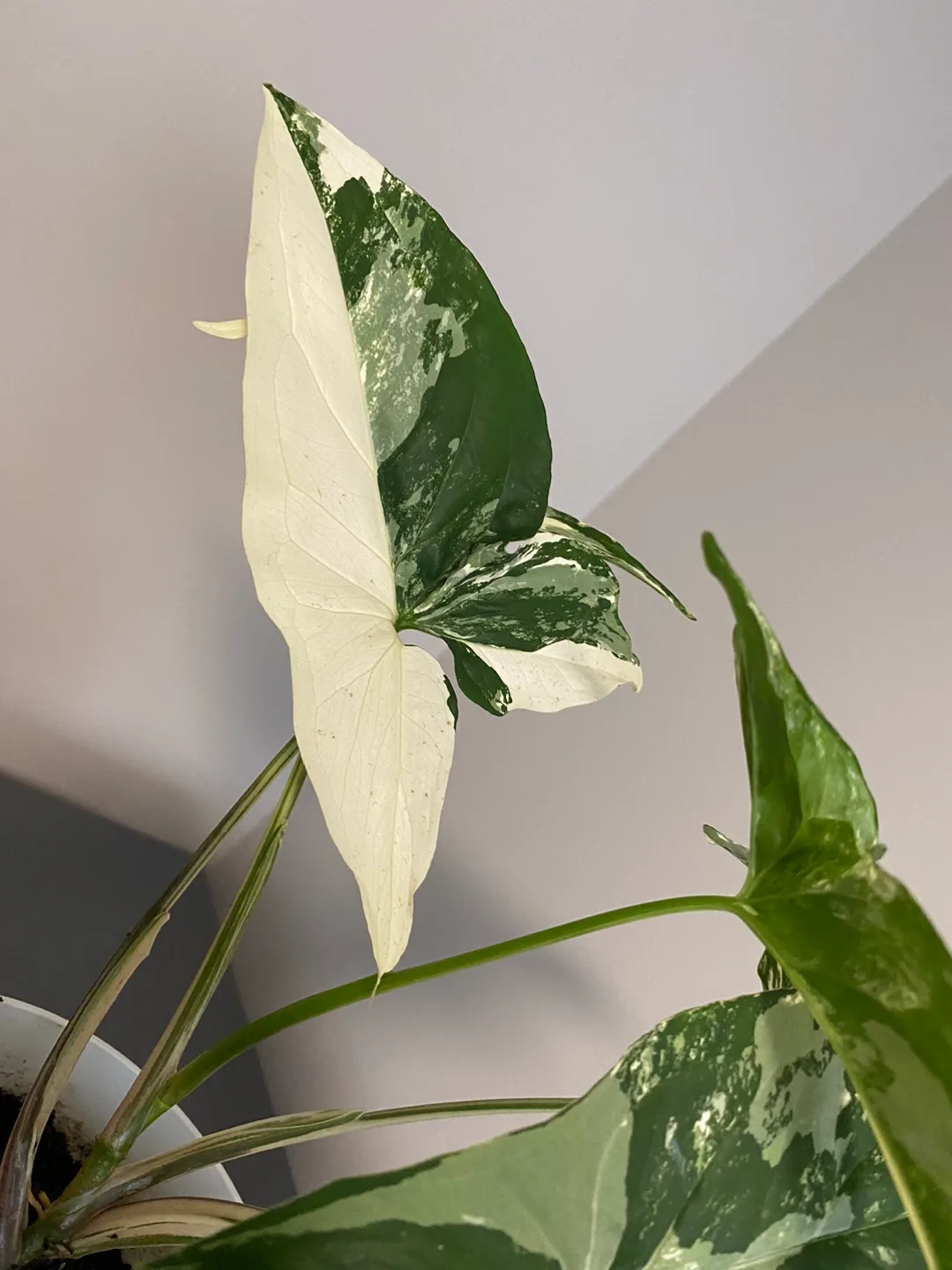 Syngonium Albo Variegated Plant image indicator(7)