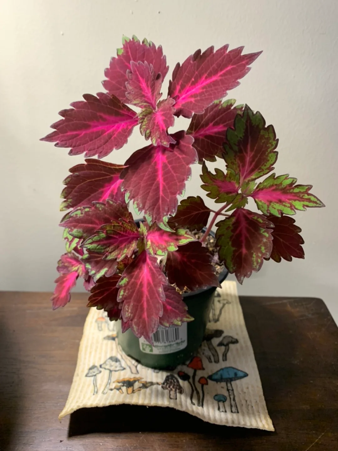 Coleus Plant 🥕 thumbnail