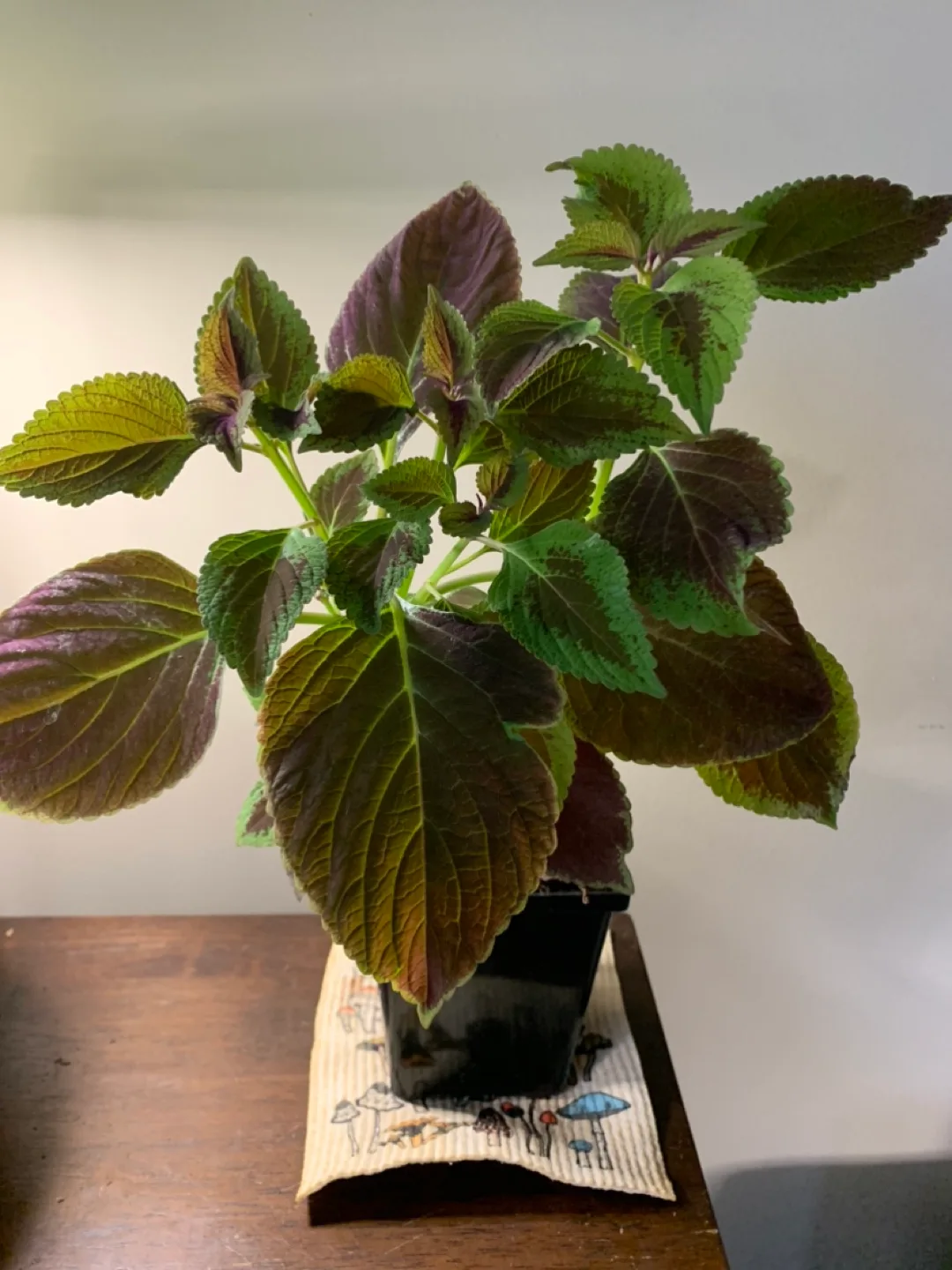 Coleus Plant 🥕 thumbnail