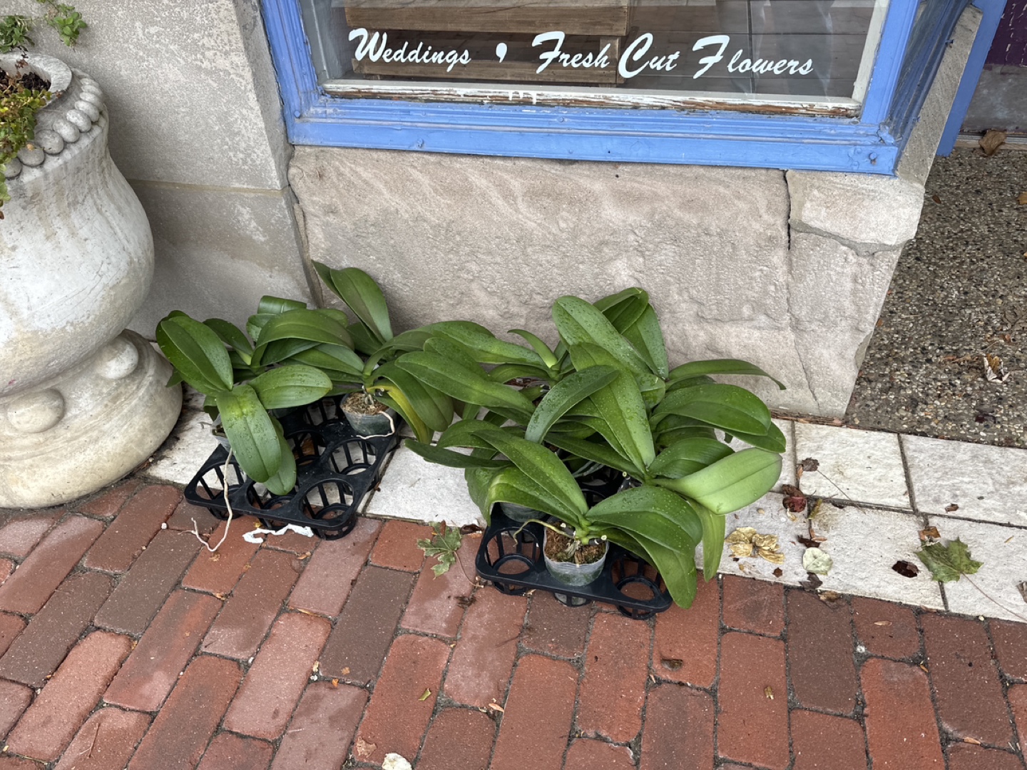 FREE Orchid Plants - photo 2