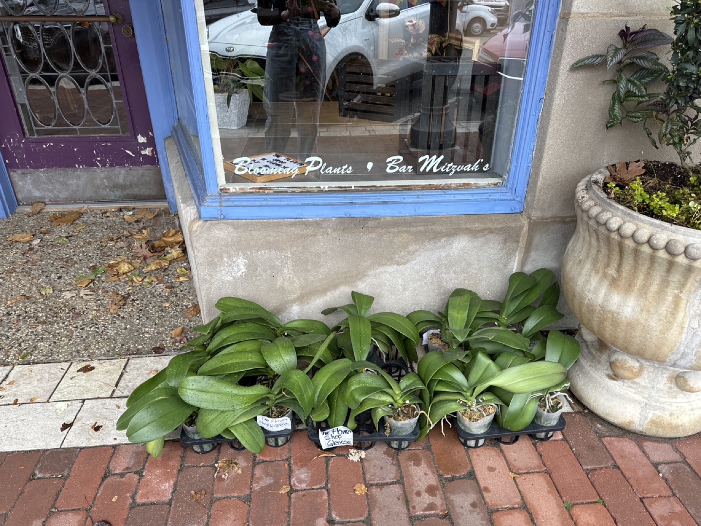 FREE Orchid Plants