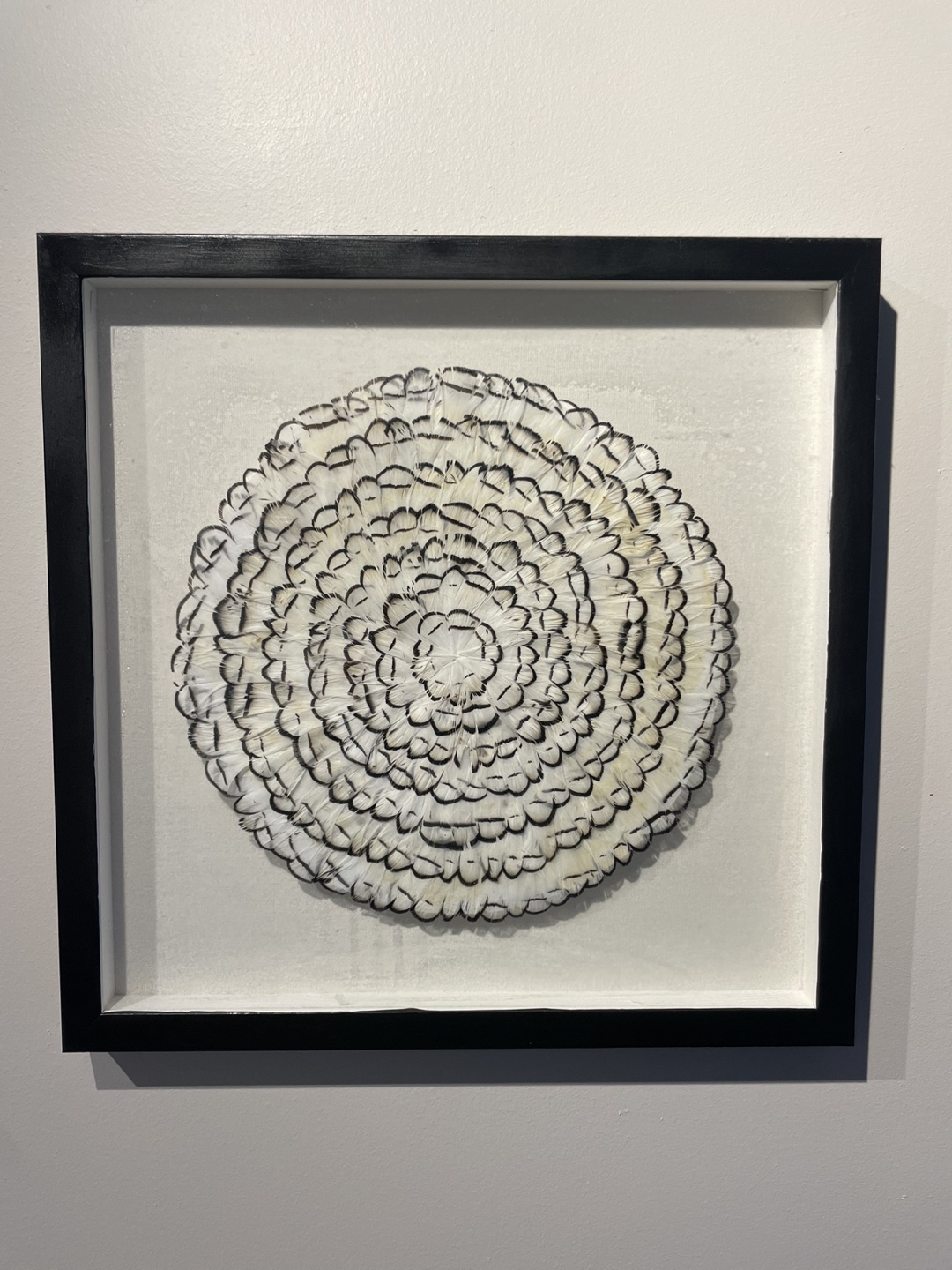 Framed Feather Artwork