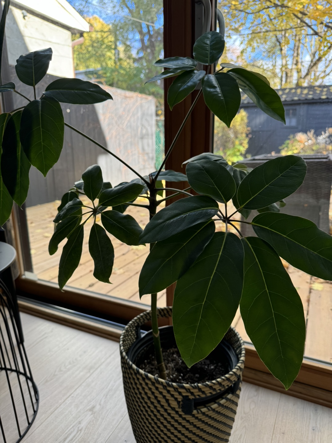 Plant with woven planter