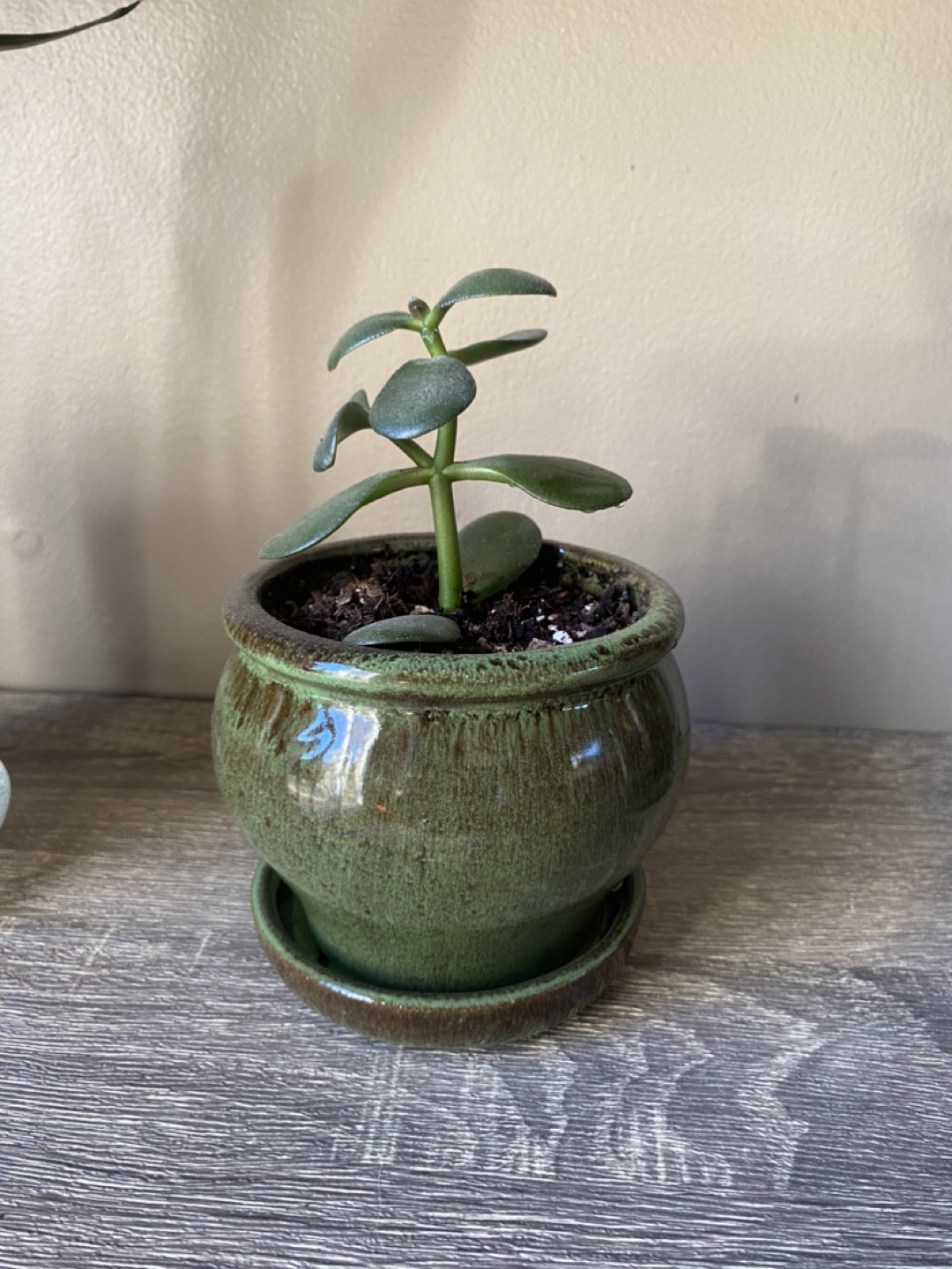 Jade Plant in Green Pot