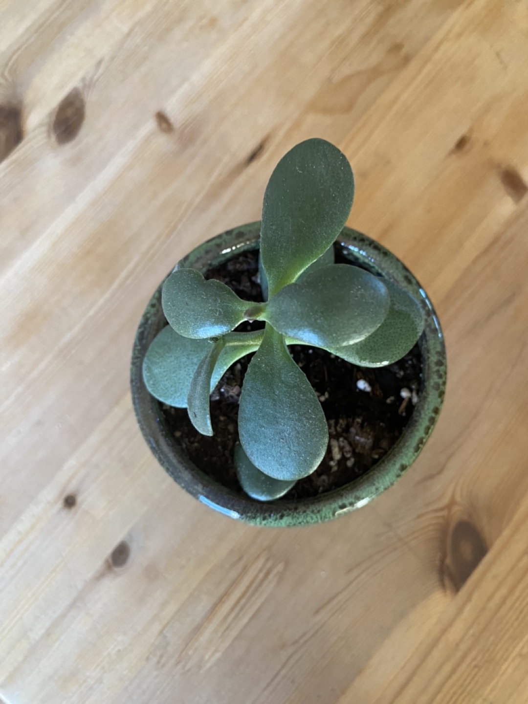 Jade Plant in Green Pot - photo 3