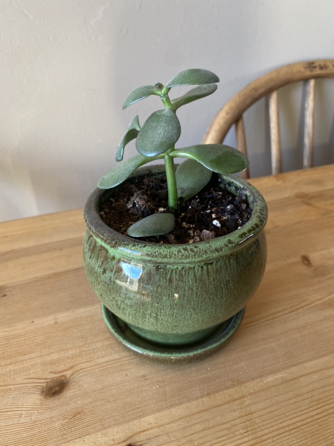 Jade Plant in Green Pot - photo 4