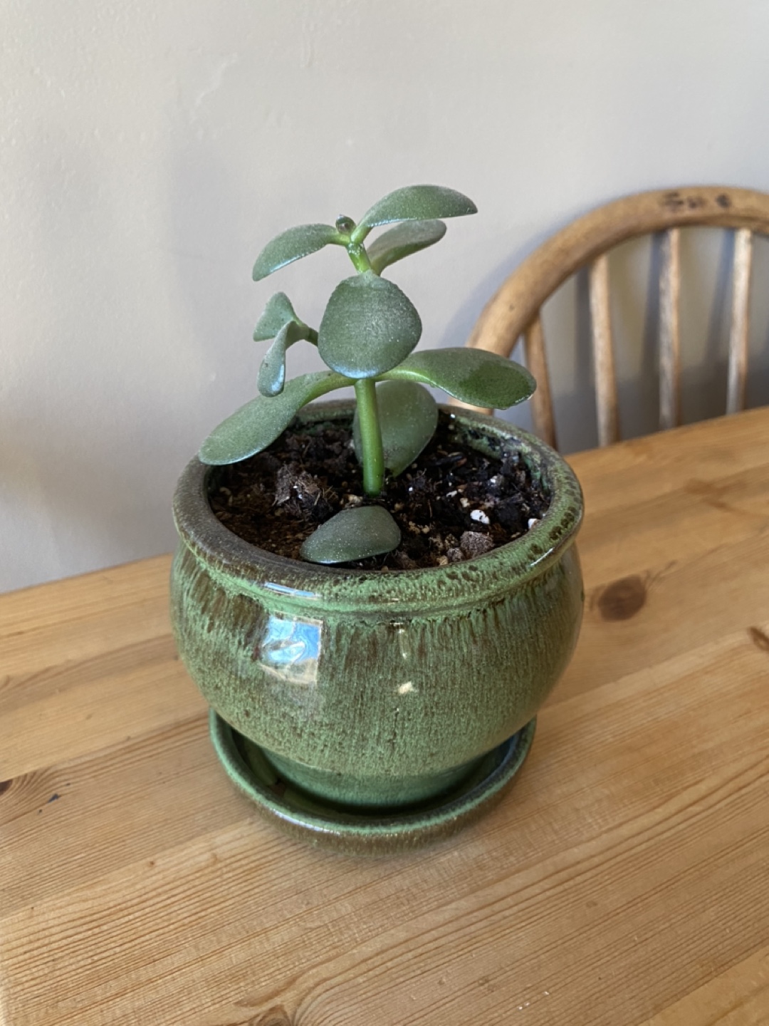 Jade Plant in Green Pot - photo 2