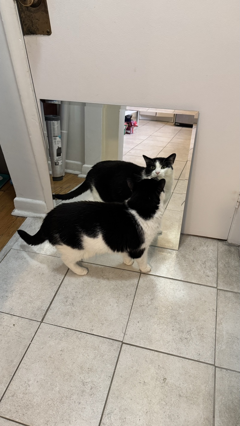 IKEA KOLJA Mirror - photo 3