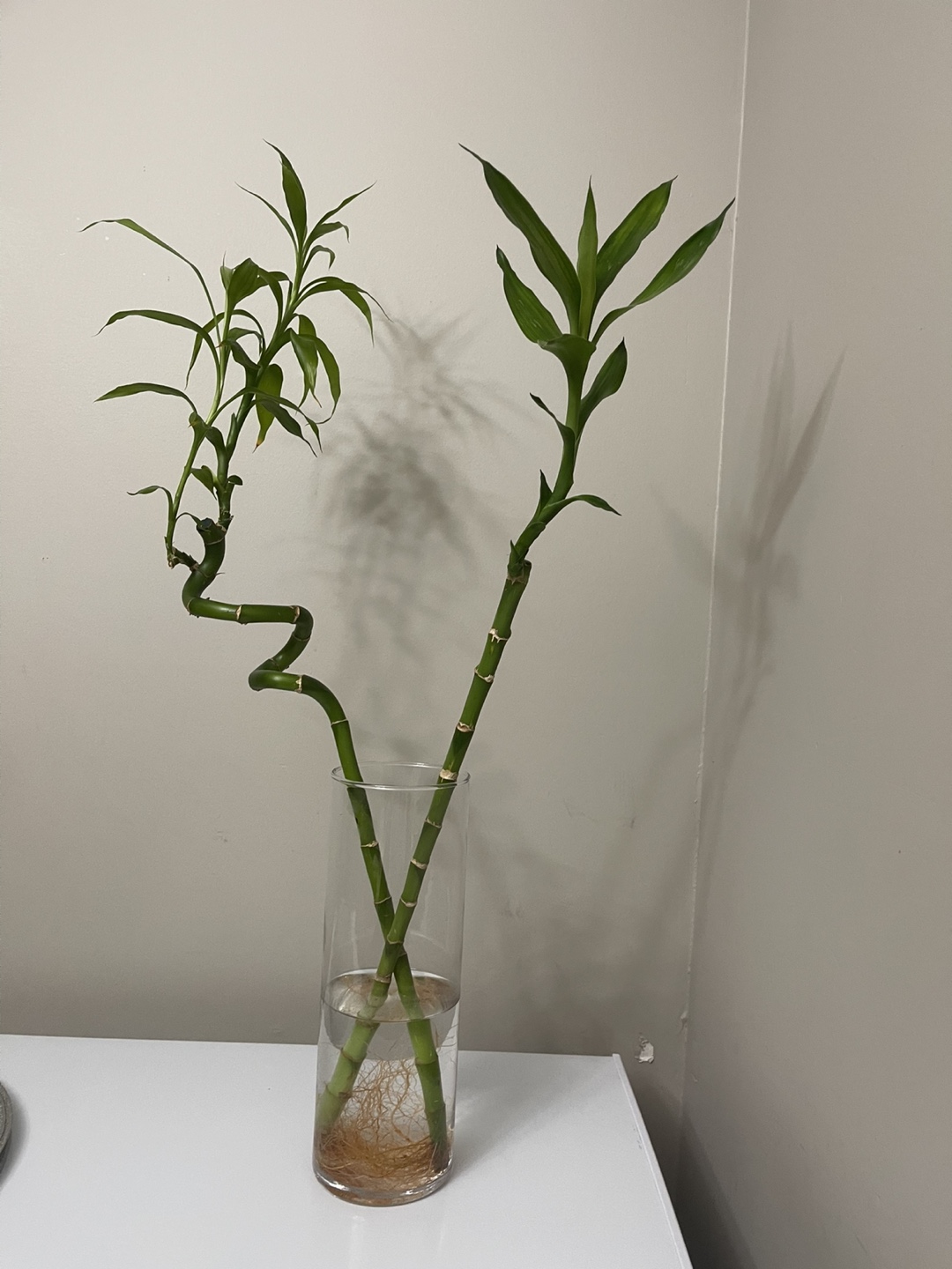 Lucky Bamboo Plant - photo 2