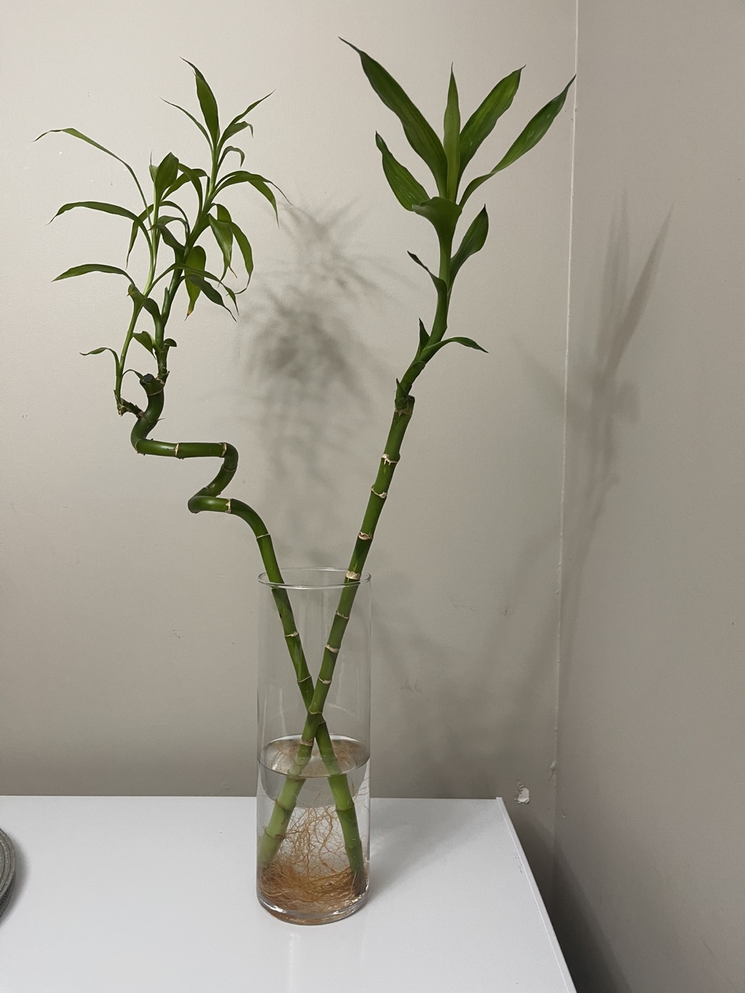 Lucky Bamboo Plant
