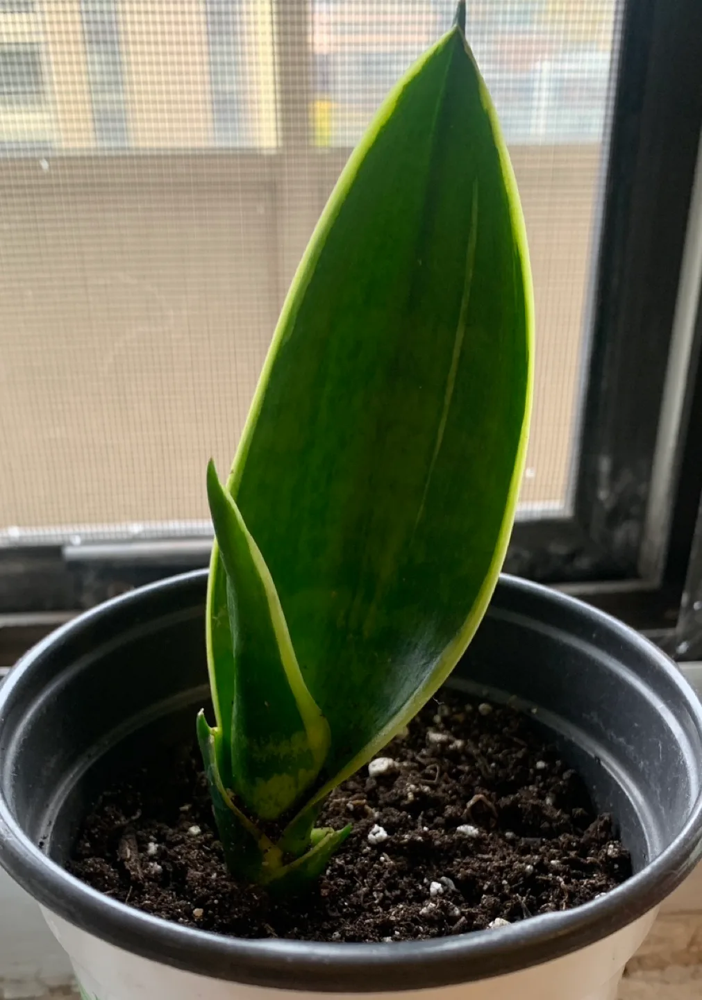 Snake Plant image indicator(2)