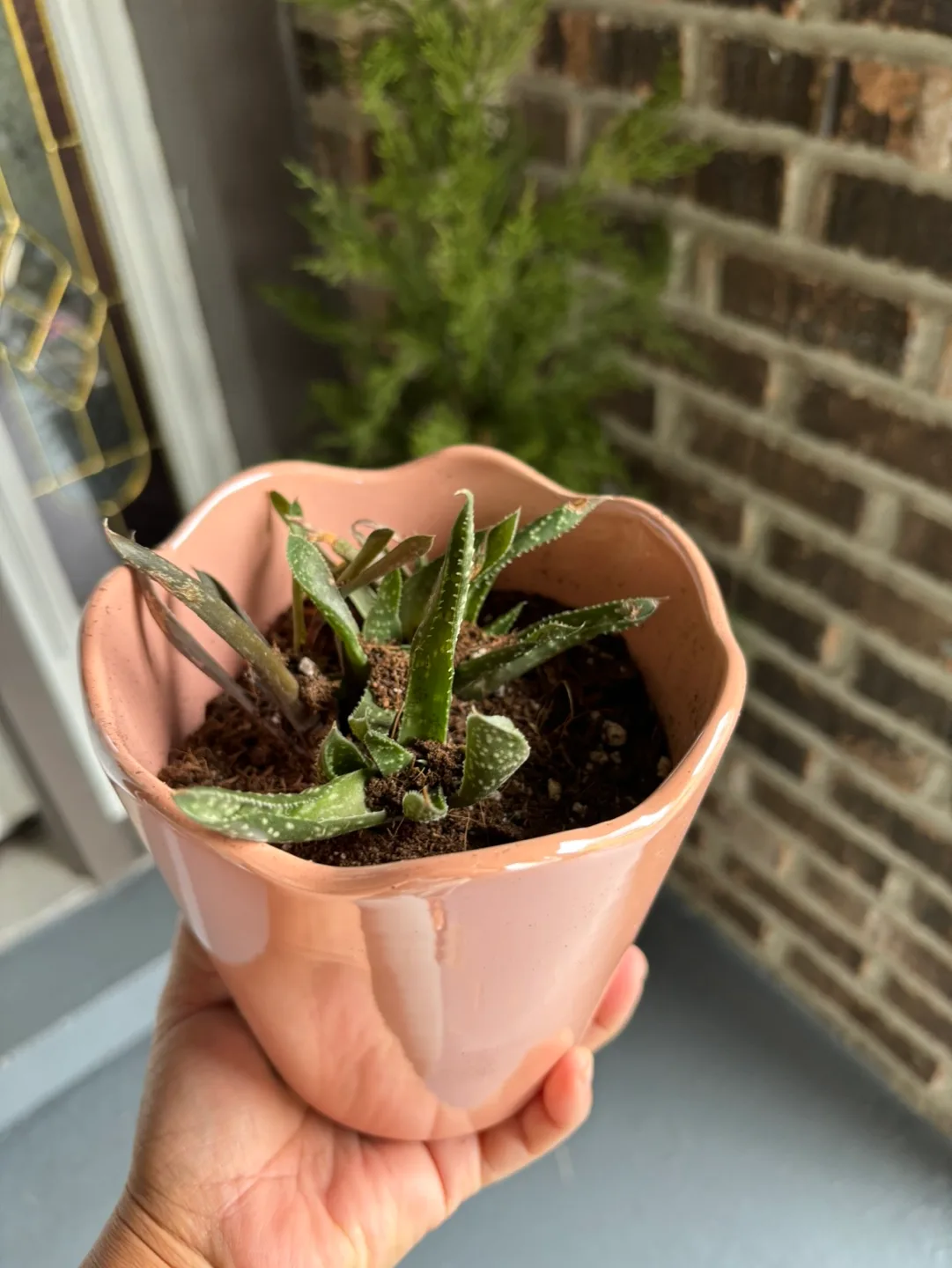 Succulent in Pink Pot thumbnail
