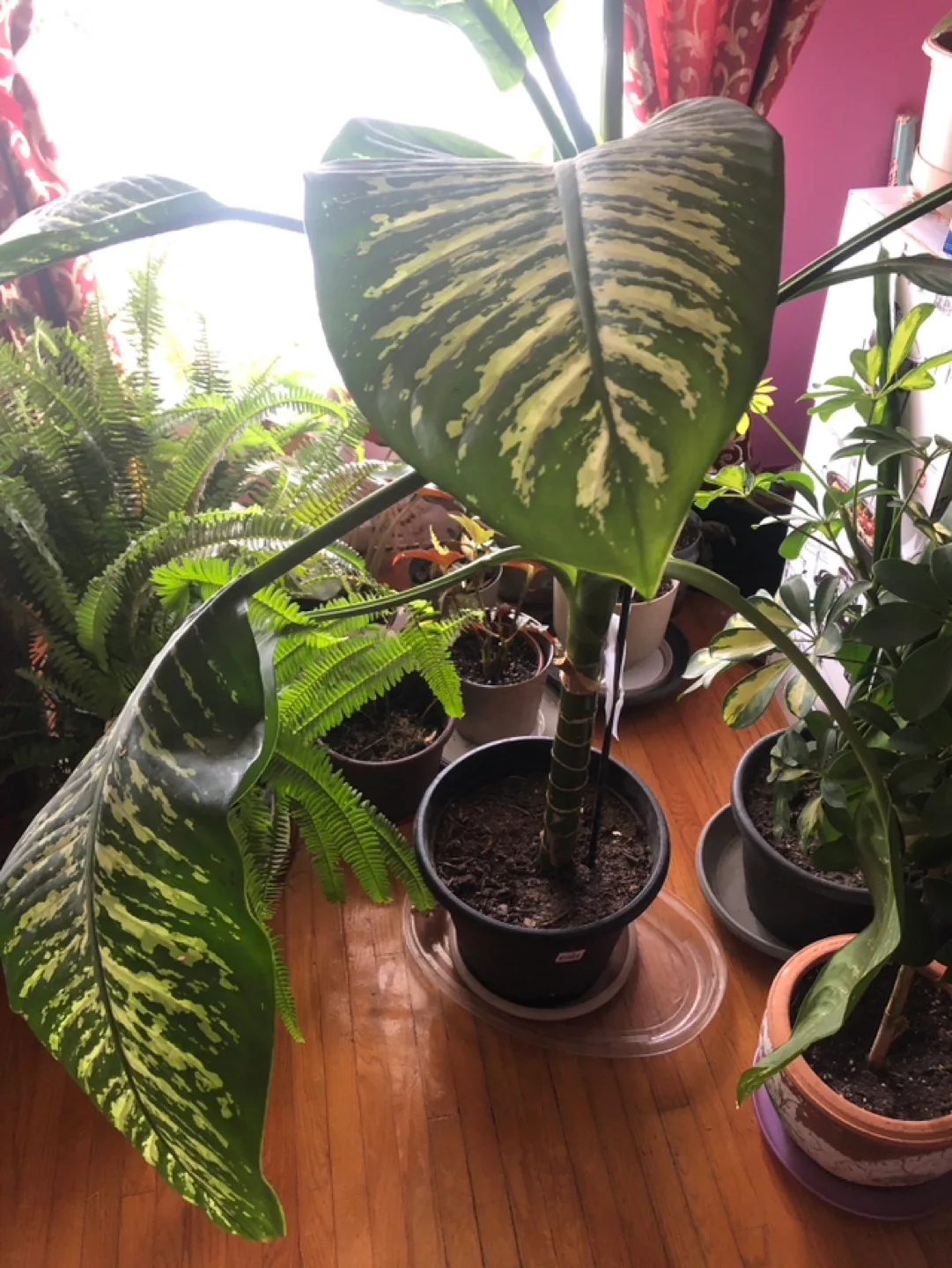 Large Dieffenbachia image indicator(2)
