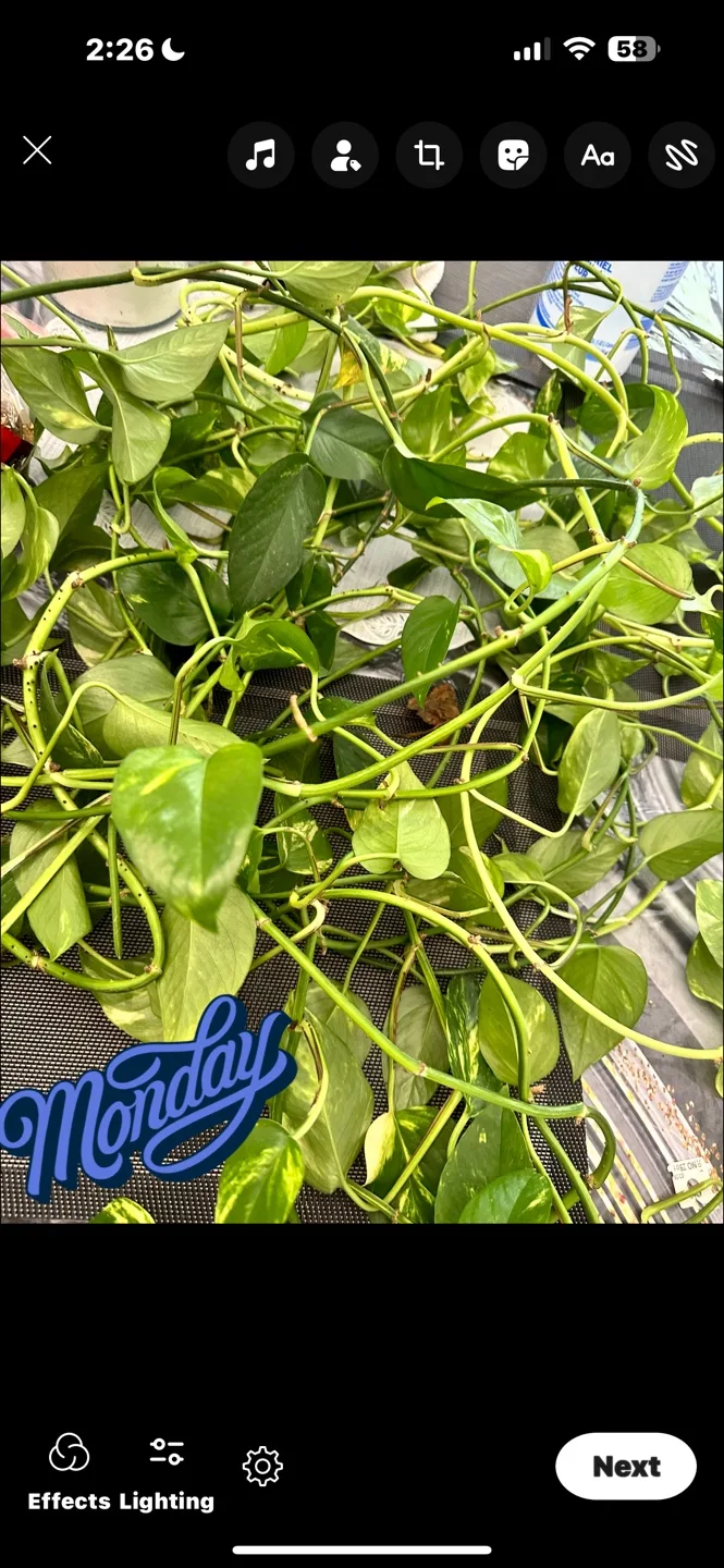 Large Potted Plant thumbnail