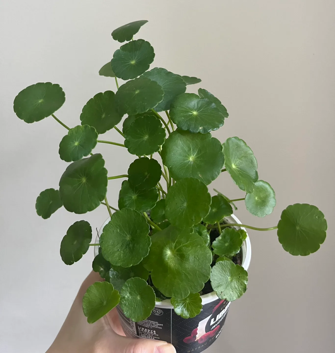 Marsh Pennywort/Chinese money plant in 4” pot thumbnail