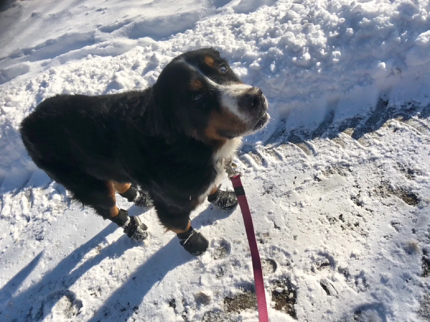 # Free recycle ♻️ Dog Boots ideal for a dog with big paws image indicator(3)