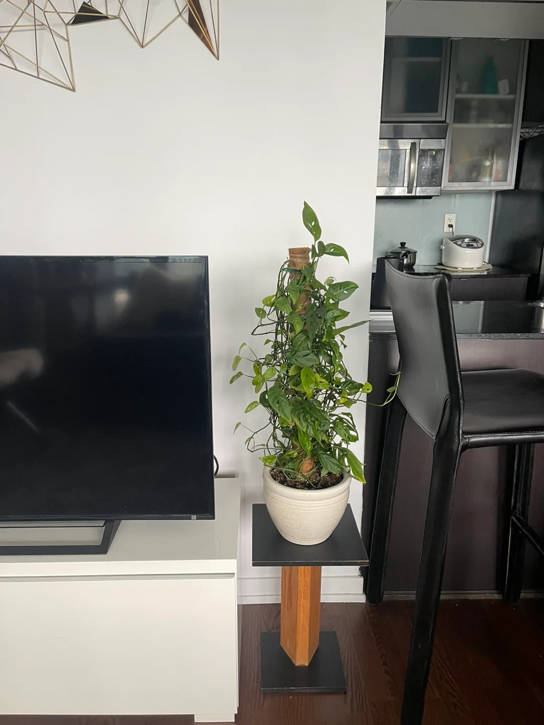 Monstera Deliciosa Plant image indicator(2)