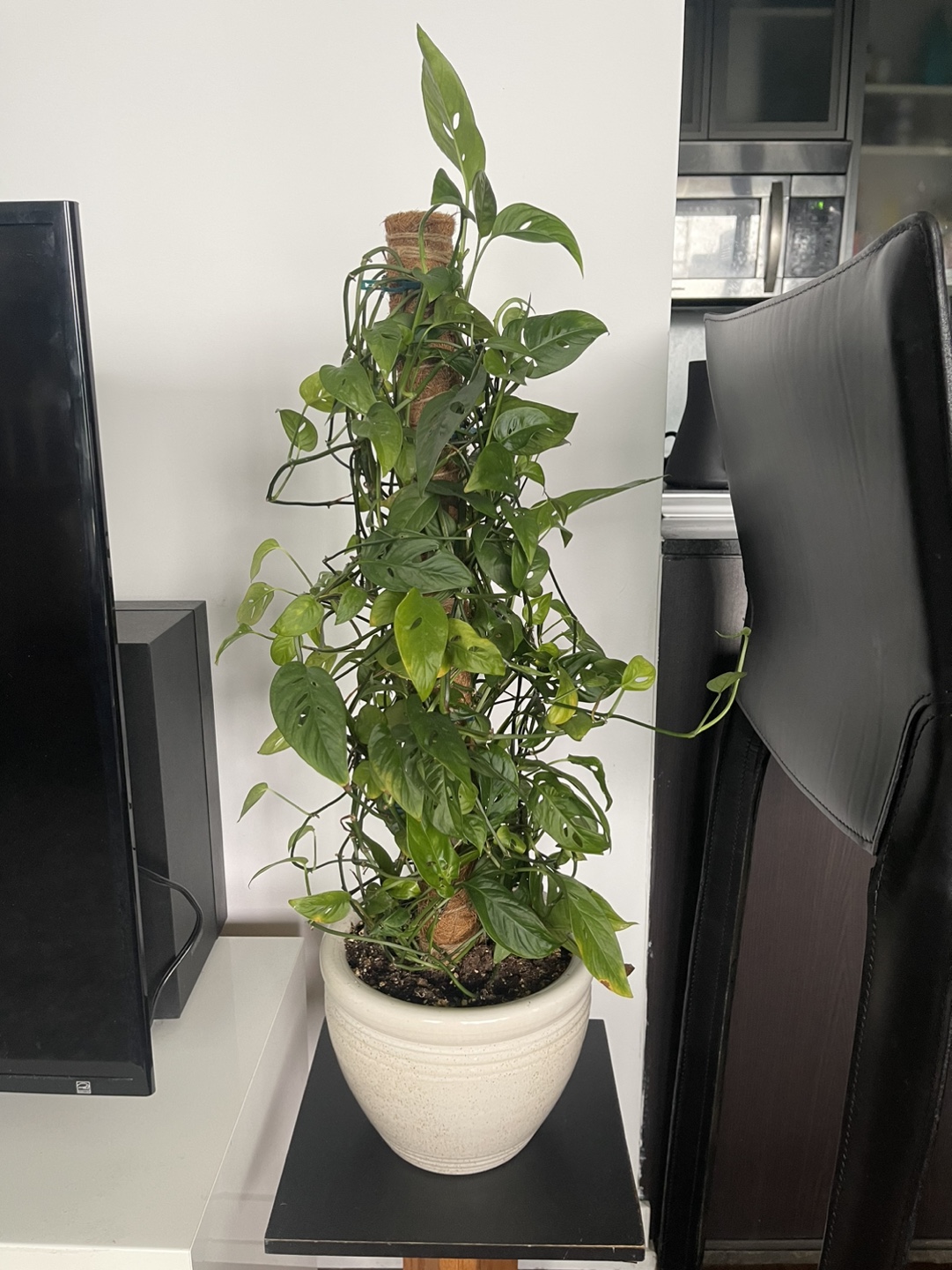 Monstera Deliciosa Plant