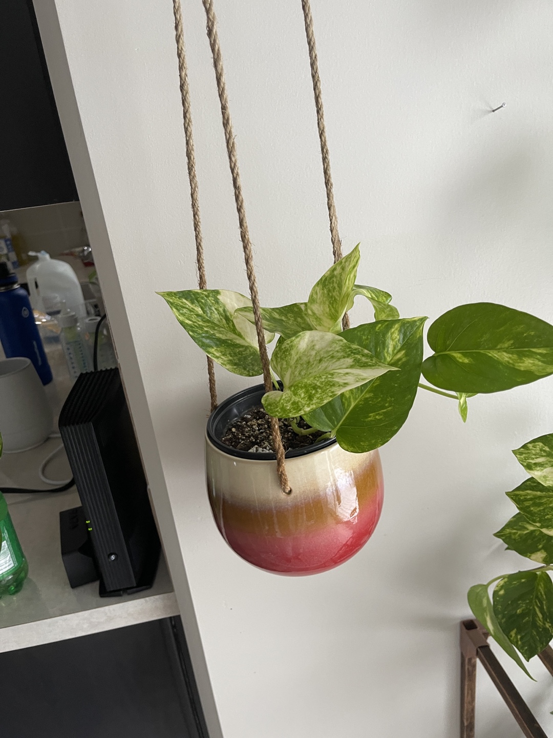 Marble Queen Pothos in Hanging Planter - photo 3
