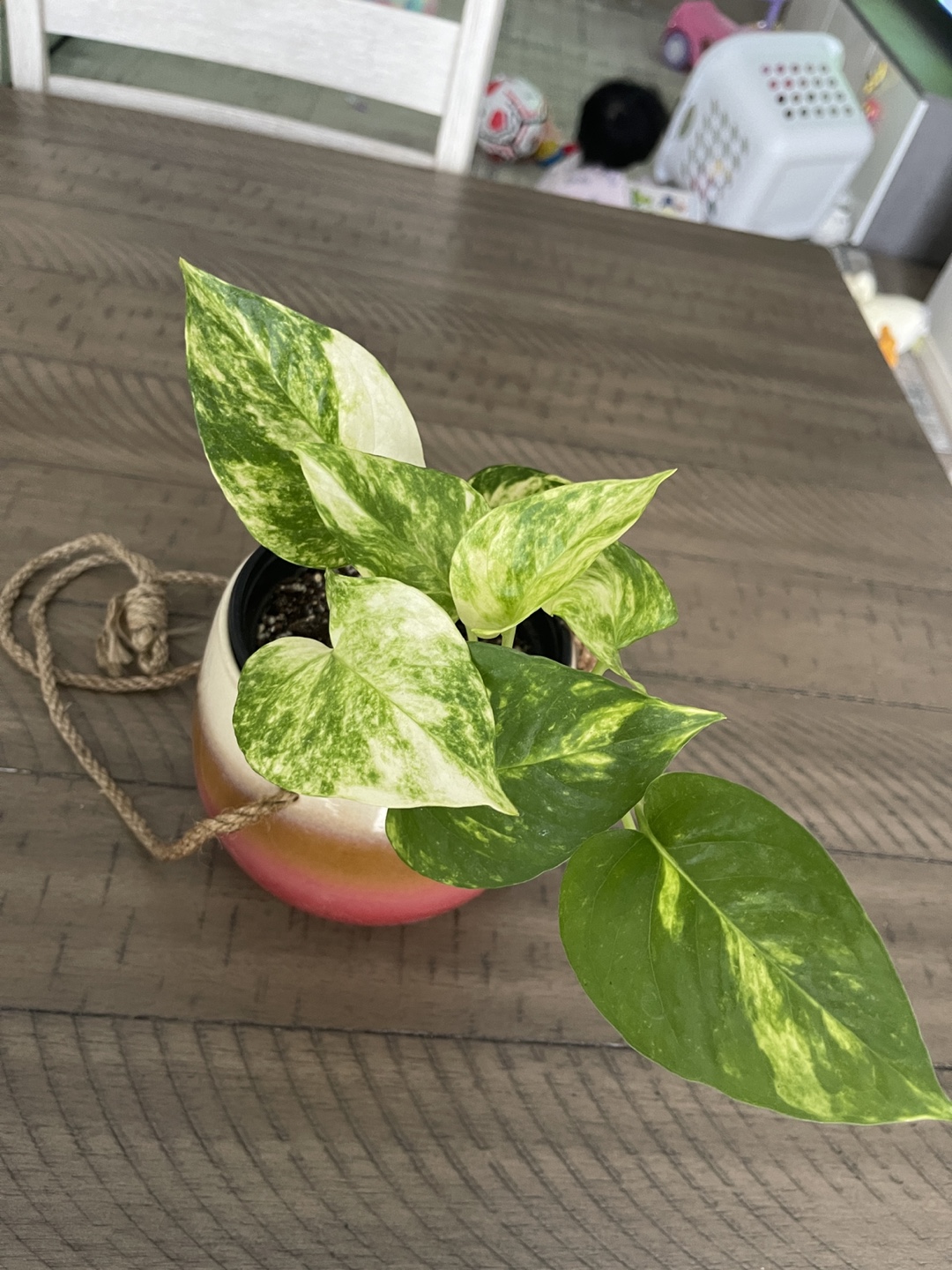 Marble Queen Pothos in Hanging Planter - photo 2