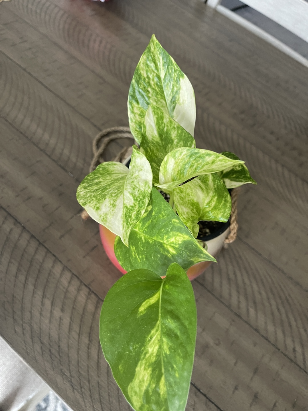 Marble Queen Pothos in Hanging Planter