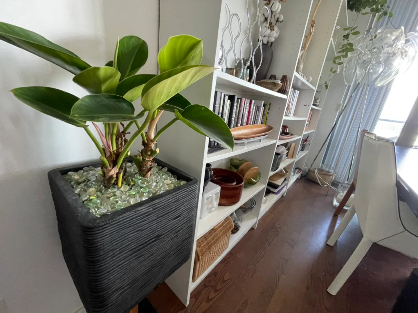 Large Plant in Black Pot and Stand image indicator(2)