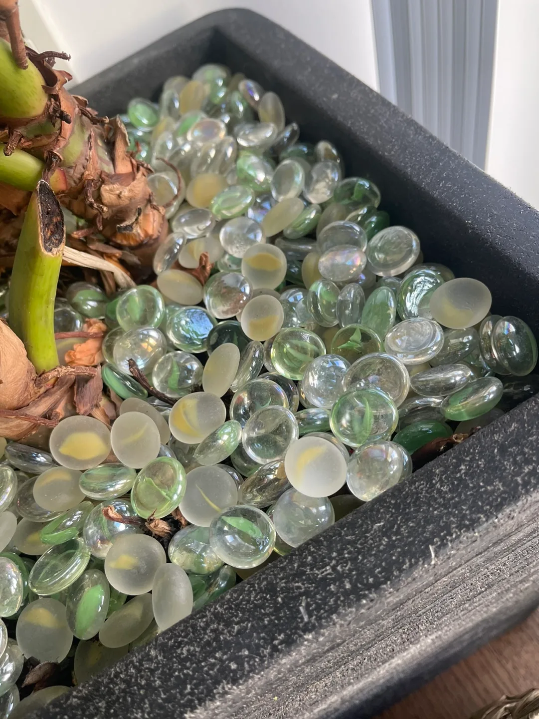 Large Plant in Black Pot and Stand image indicator(4)