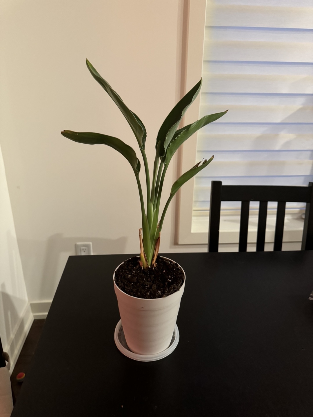 Bird of Paradise Plant