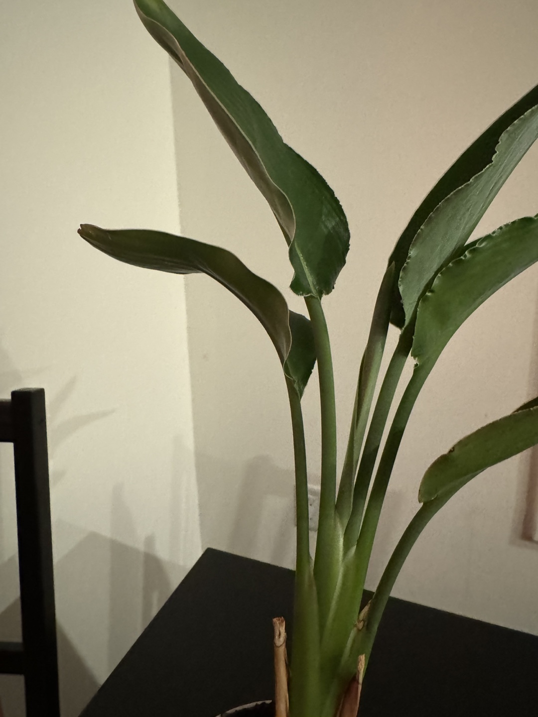 Bird of Paradise Plant - photo 2