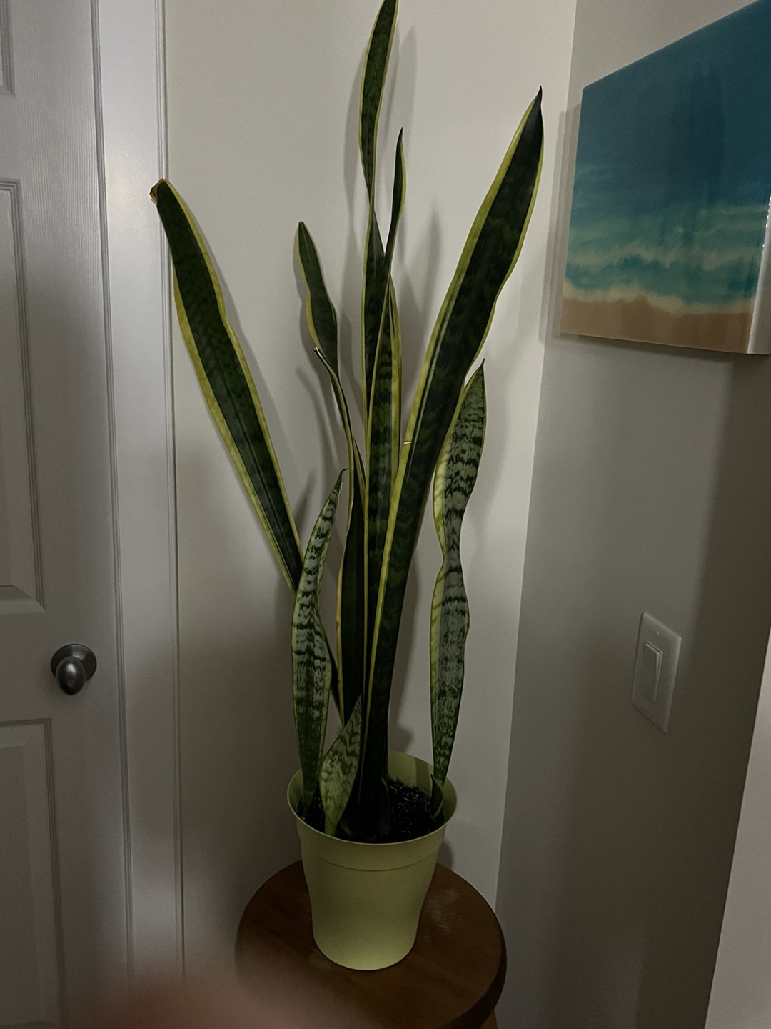 Large Snake Plant