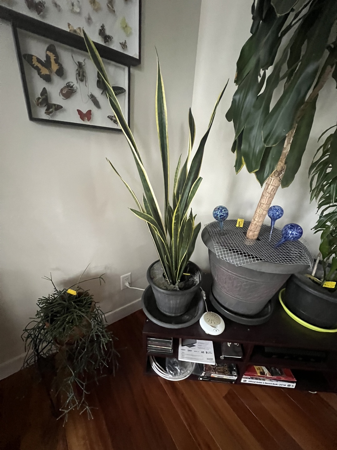 Snake Plant
