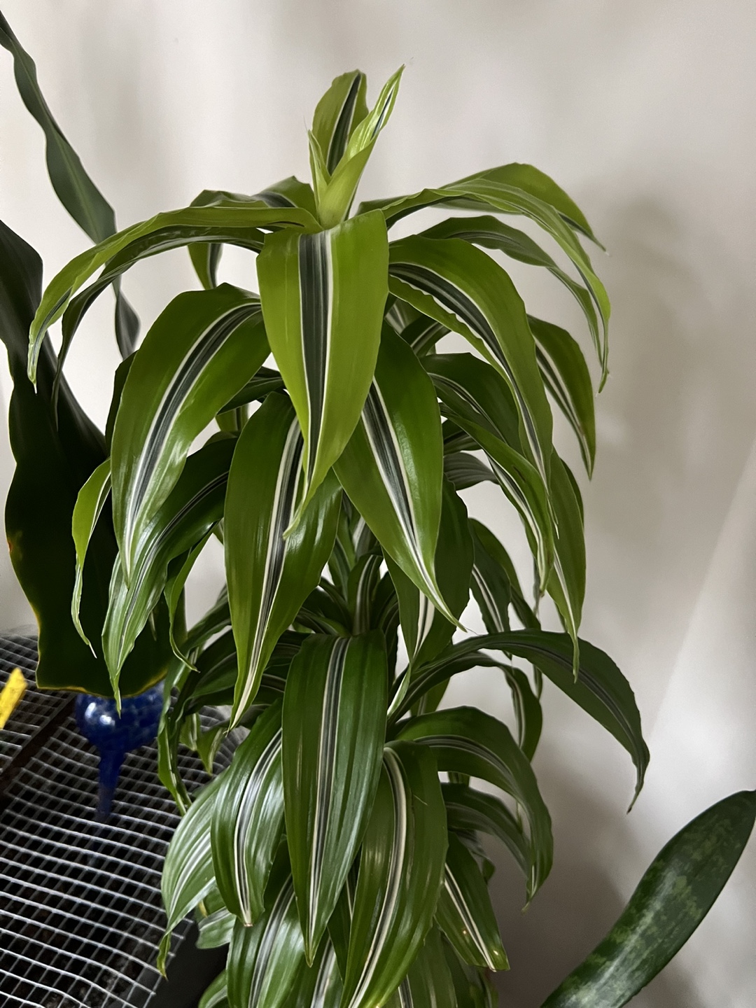 Large Dracaena Marginata Plant and Mothers Tongue