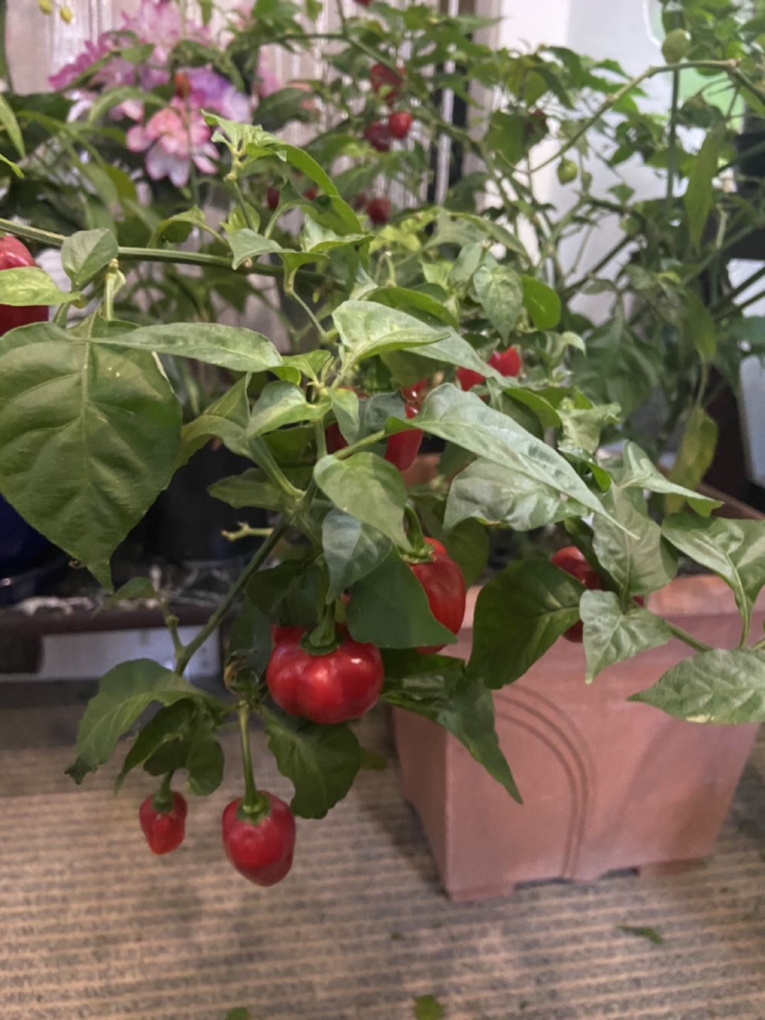 Red Habanero Pepper Plant