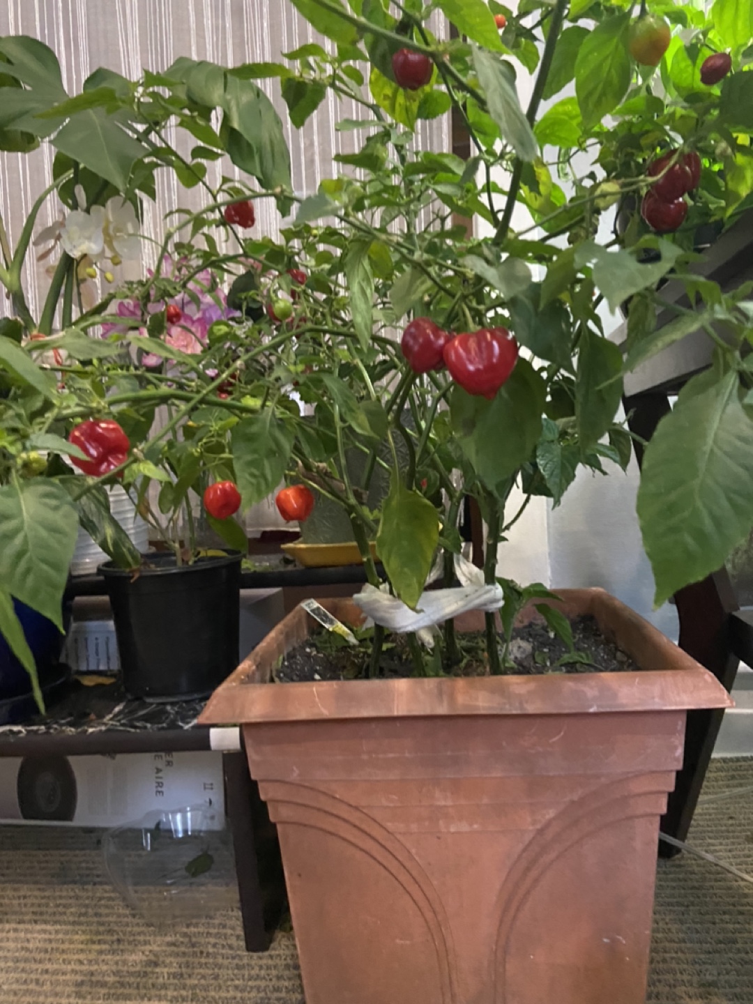 Red Habanero Pepper Plant - photo 2