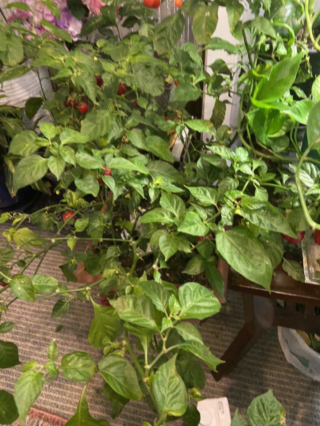 Red Habanero Pepper Plant - photo 4