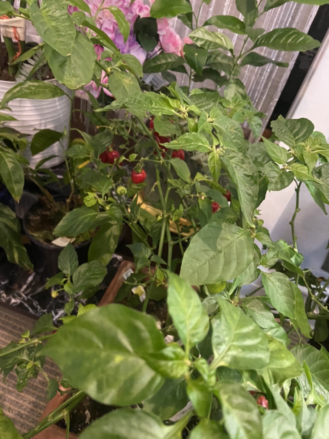 Red Habanero Pepper Plant - photo 3