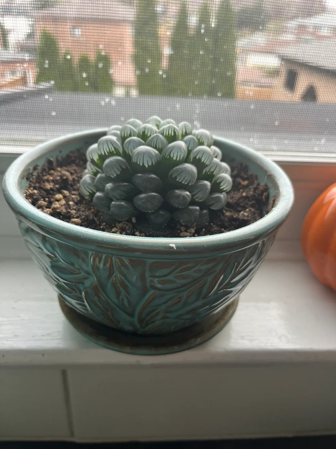 Haworthia cooperi Succulent thumbnail