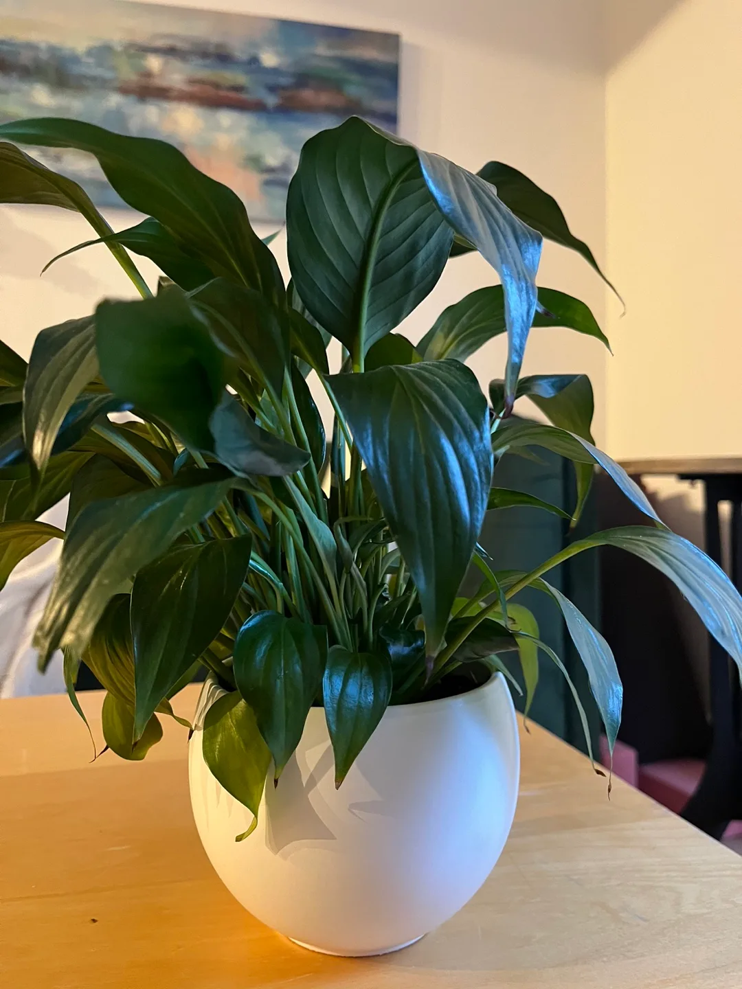 Peace Lily Plant thumbnail