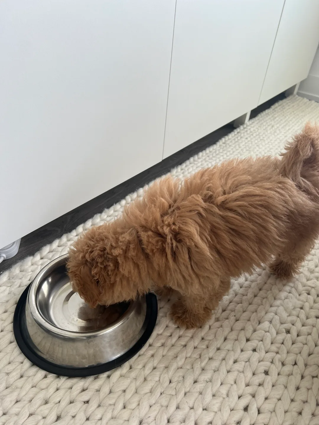 Pet Bed and Food Bowl image indicator(3)