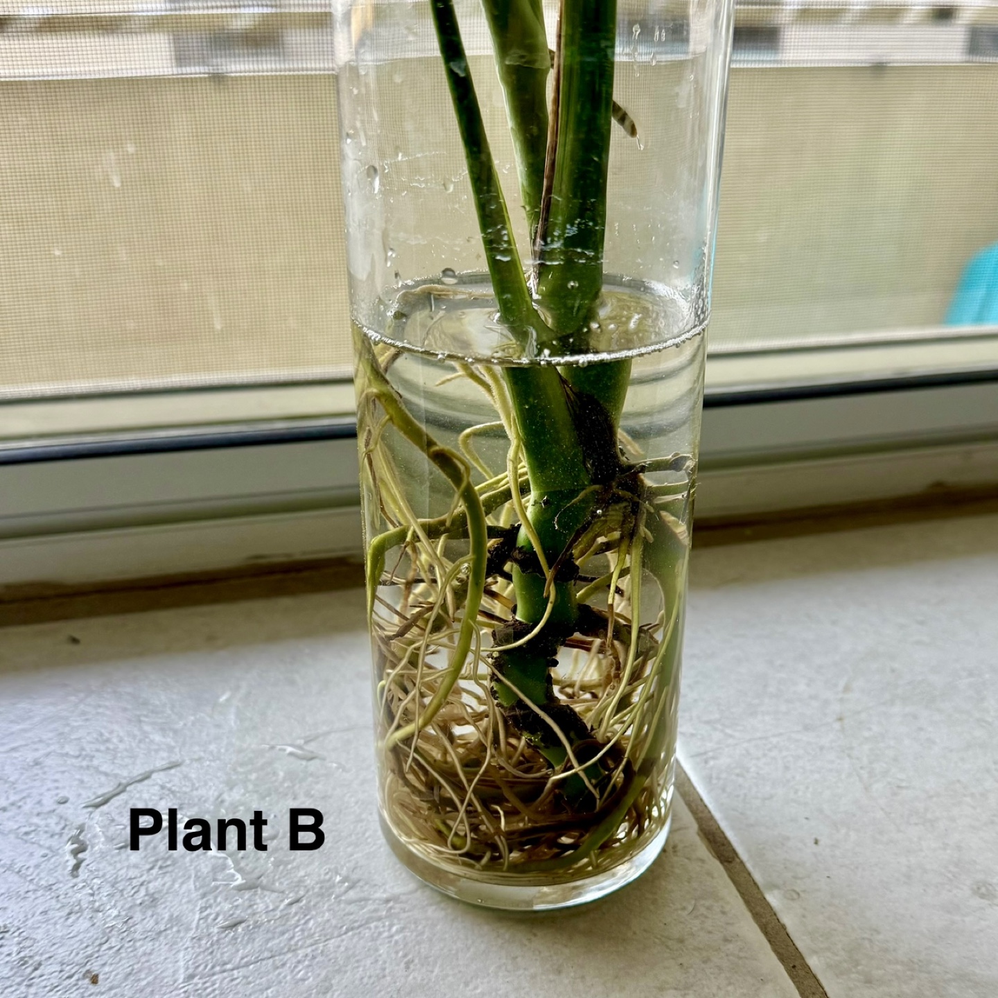 Monstera Plant in water propagation - photo 2